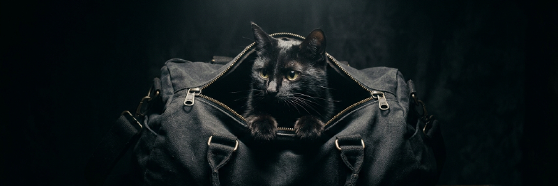 A black cat halfway out of an unzipped duffel bag